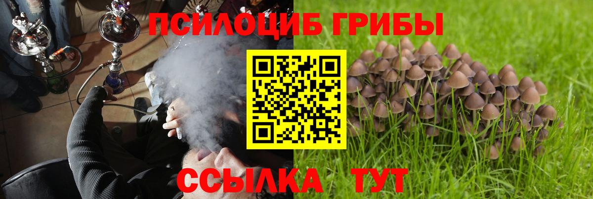 Псилоцибиновые грибы Psilocybe Лабытнанги